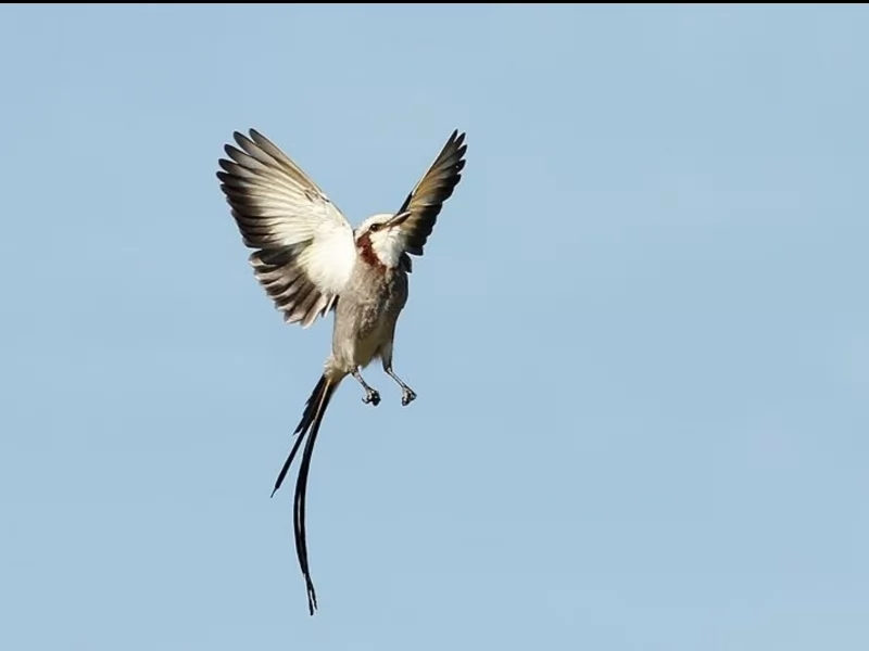 Streamer-tailed Tyrant