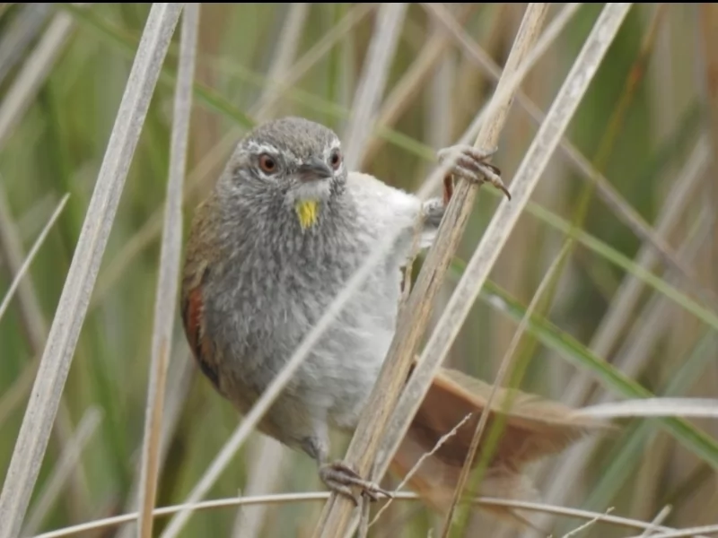 Sulphur-bearded Reedhaunter