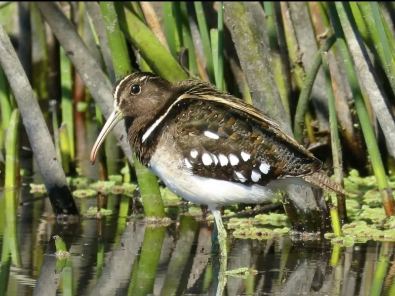 South American Painted-Snipe