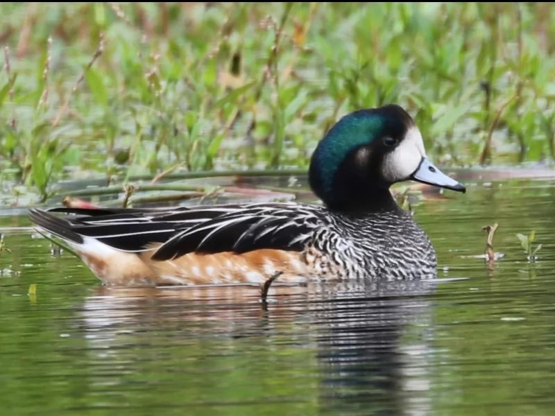 Chiloe Wigeon