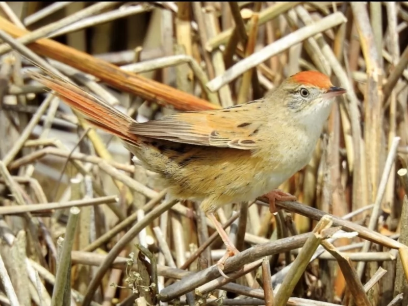 Bay-capped Wren-Spinetail