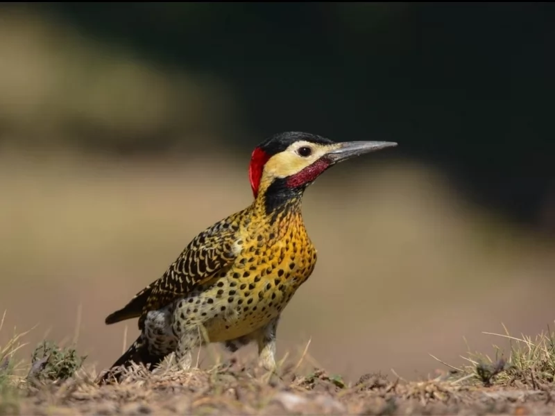Green-barred Woodpecker