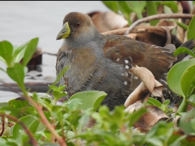 Spot-flanked Gallinule