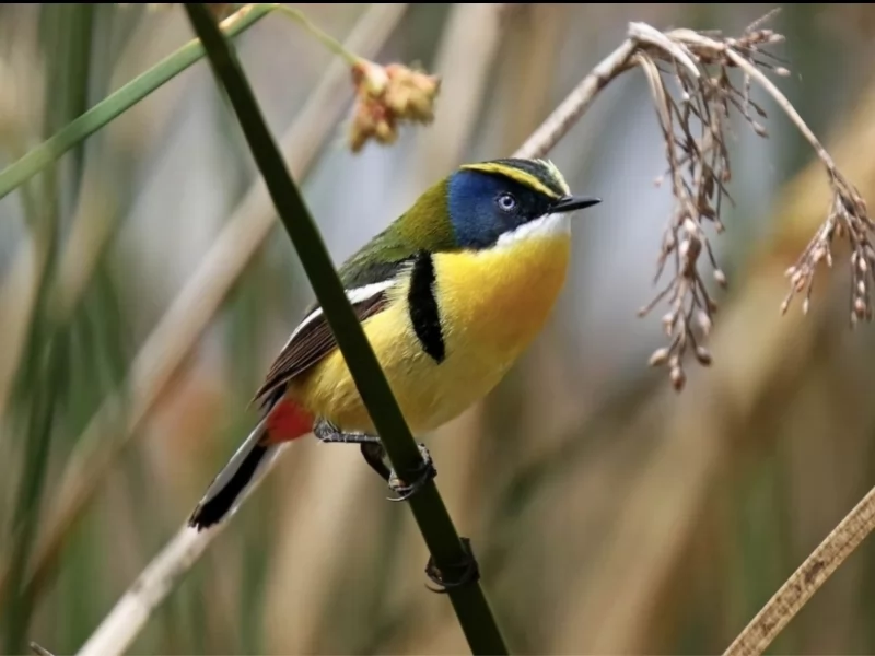 Many-colored Rush Tyrant