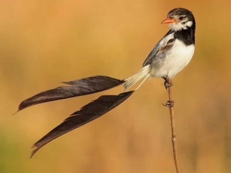 Strange-tailed Tyrant