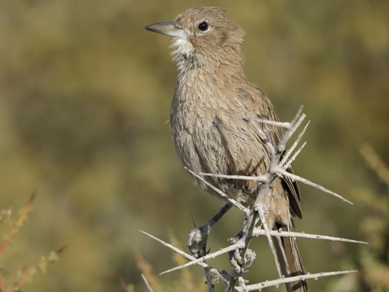 White-throated Cacholote