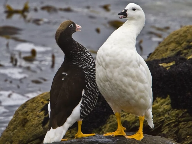 Kelp Goose