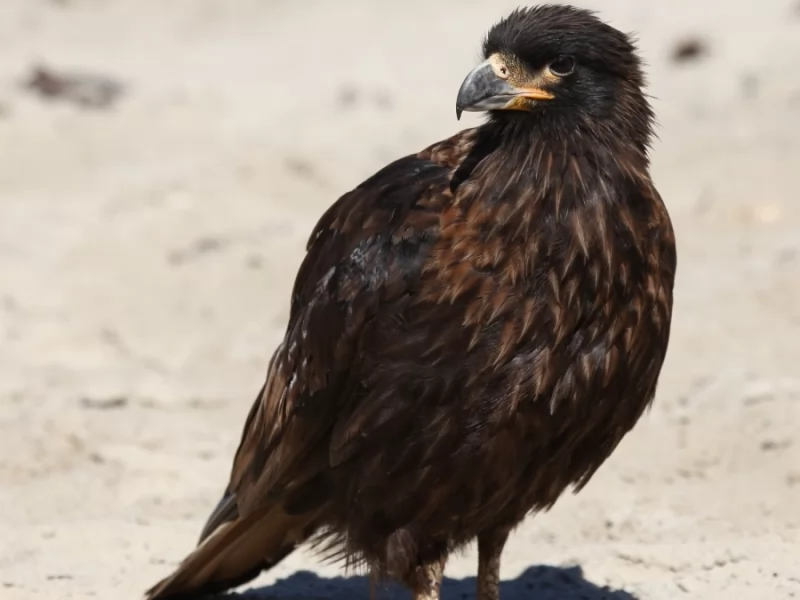 Striated Caracara