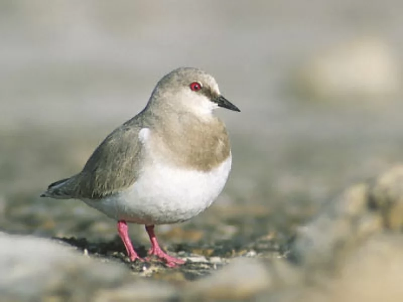 Magellanic Plover