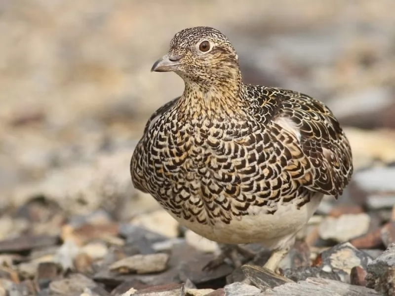 White-bellied Seedsnipe 