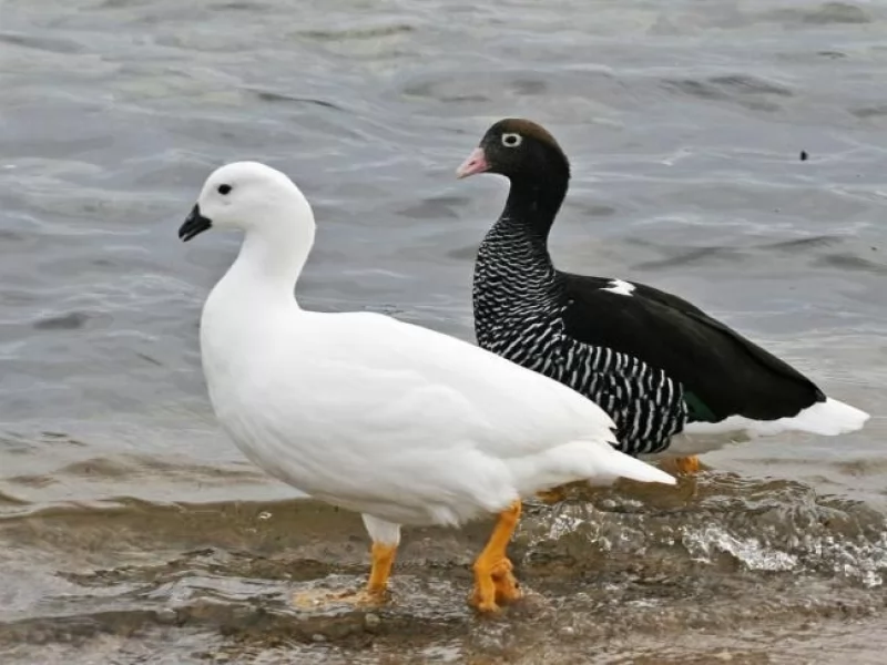Kelp Goose