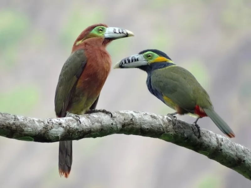 Spot-billed Toucanet