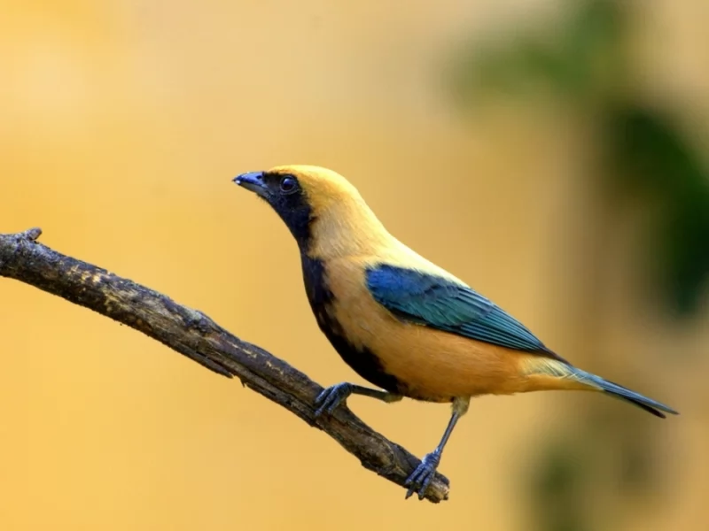 Burnished-buff Tanager