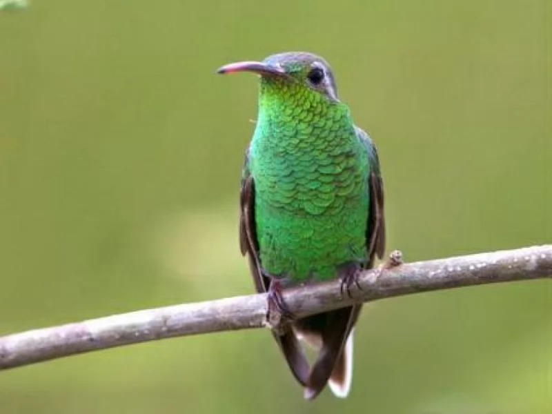 White-tailed Goldenthroat