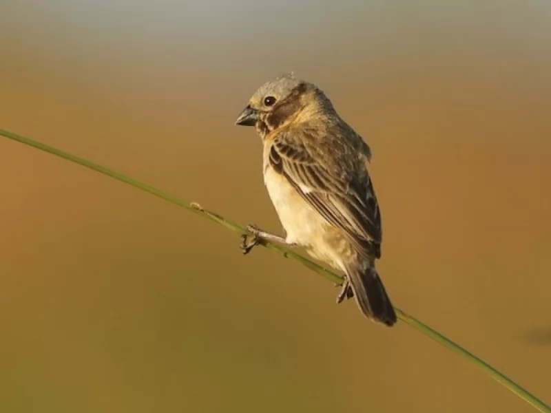 Ibera Seedeater 