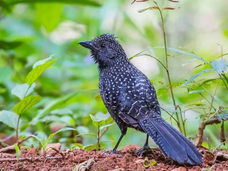Large-tailed Antshrike 