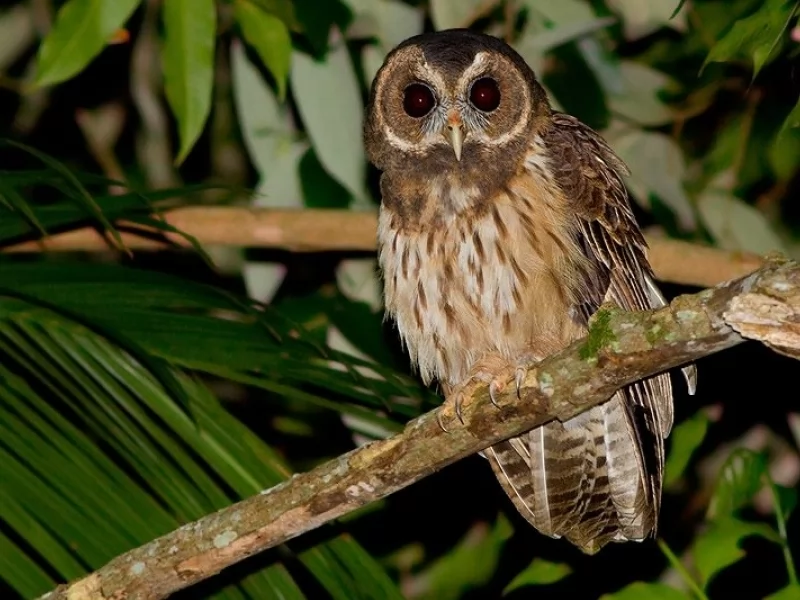 Mottled Owl