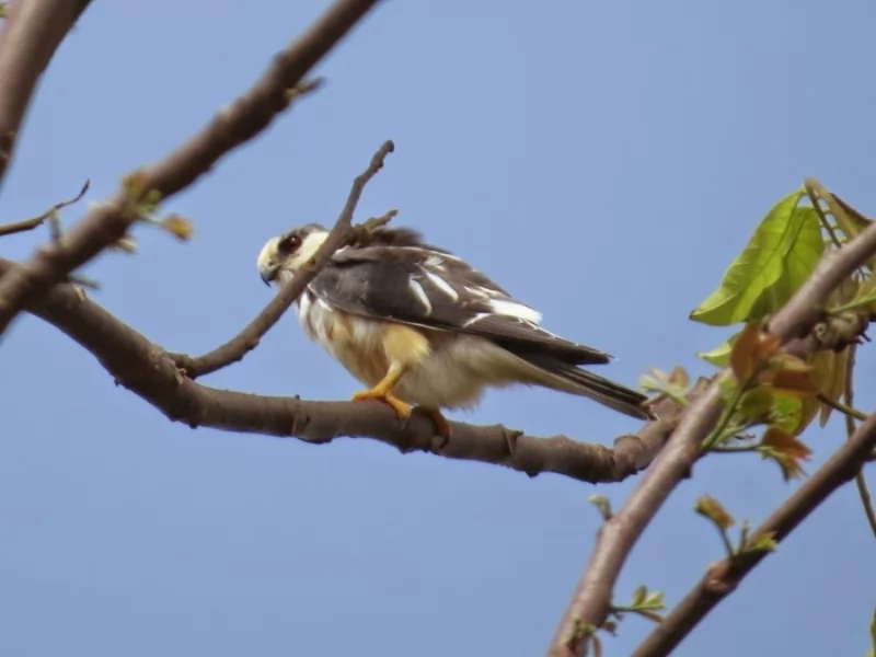 Pearl Kite