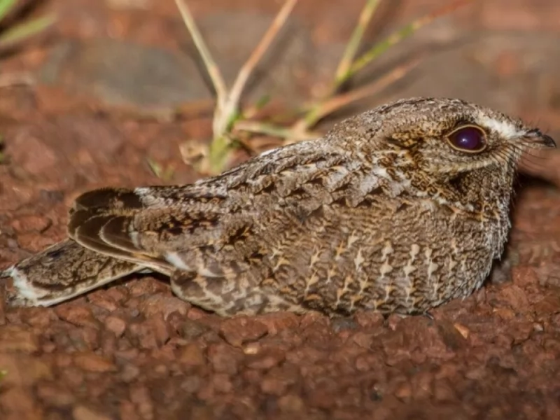 Sickle-winged Nightjar