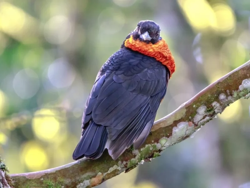 Red-ruffed Fruitcrow 