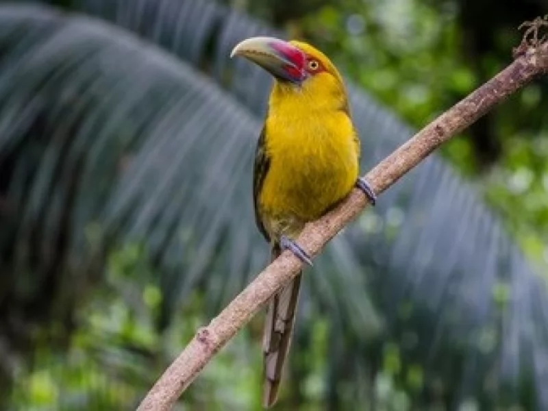Saffron Toucanet 