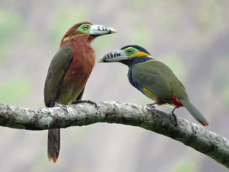 Spot-billed Toucanet