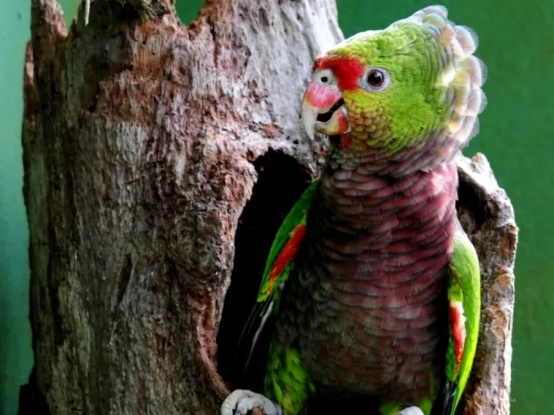 Vinaceous-breasted Parrot